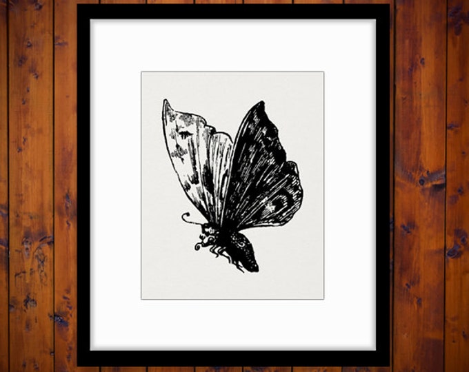 Digital Printable Butterfly Graphic Download Image Illustration Antique Clip Art Jpg Png Eps HQ 300dpi No.3914