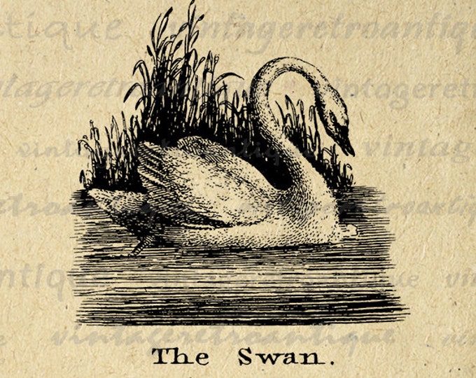 Printable Digital Antique Swan Illustration Download Bird Graphic Image Vintage Clip Art Jpg Png Eps HQ 300dpi No.901