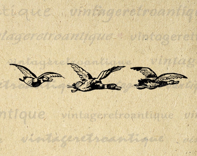 Flying Ducks Graphic Printable Download Birds Illustration Image Digital Jpg Png Eps HQ 300dpi No.3863