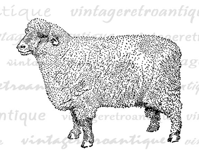 Oxford Down Ram Sheep Image Digital Download Graphic Printable Vintage Clip Art Jpg Png Eps HQ 300dpi No.3305