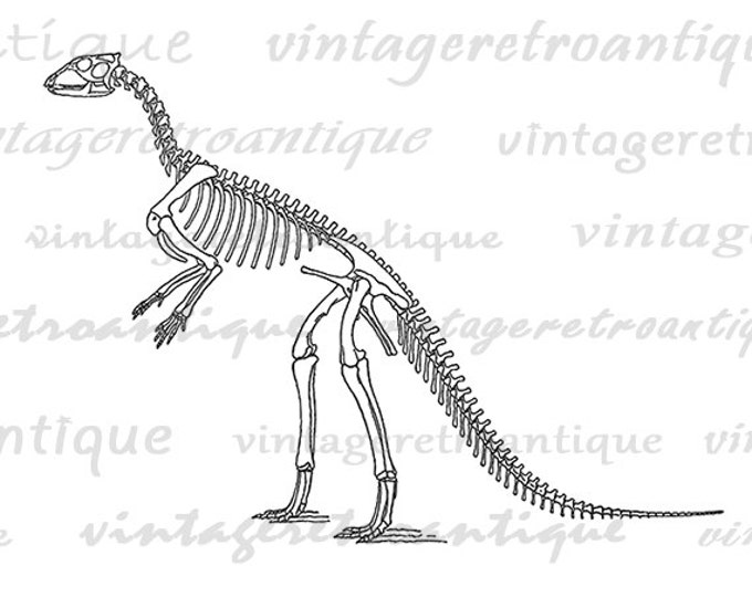 Dinosaur Bones Digital Image Download Printable Graphic Vintage Clip Art Jpg Png Eps HQ No.2191