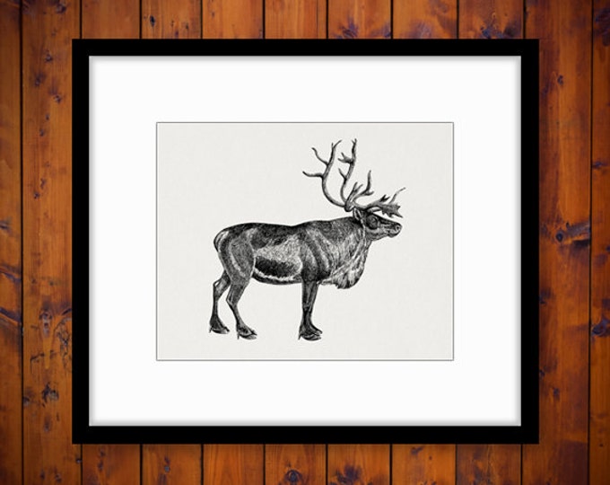 Reindeer Deer Printable Graphic Image Download Digital Illustration Antique Clip Art Jpg Png Eps HQ 300dpi No.2172