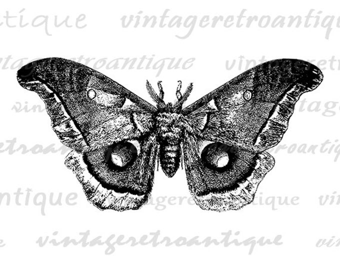 Digital Graphic Moth Download Butterfly Printable Image Vintage Clip Art Jpg Png Eps HQ 300dpi No.3134