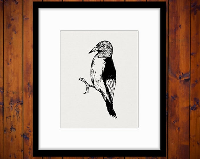 Antique Bird Graphic Digital Download Vintage Woodpecker Image Printable Clip Art Jpg Png Eps HQ 300dpi No.254