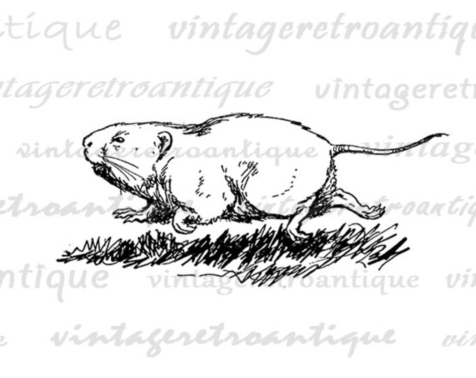 Printable Groundhog Digital Graphic Cute Gopher Download Antique Image Vintage Clip Art Jpg Png Eps HQ 300dpi No.305