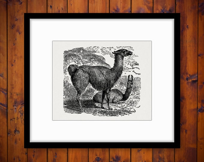 Printable Image Llama Download Graphic Digital Illustration Vintage Clip Art Jpg Png Eps HQ 300dpi No.2561