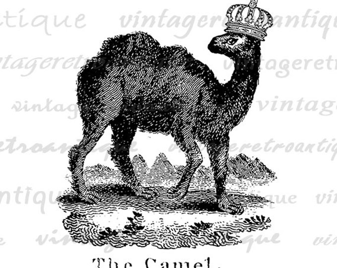 Camel with Crown Digital Printable Graphic Animal Illustration Image Download Vintage Clip Art Jpg Png Eps HQ 300dpi No.974