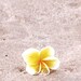 alohafromkae