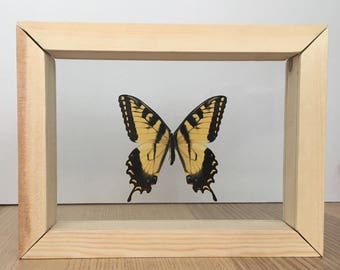 Real Butterfly // Eastern Tiger Swallowtail // Taxidermy Butterfly // Framed Butterflies // Dried Butterflies