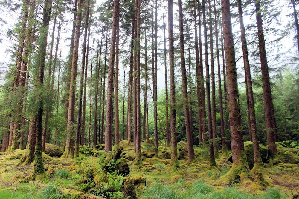 Ireland Photo Print Irish Forest Gougane Barra Trees