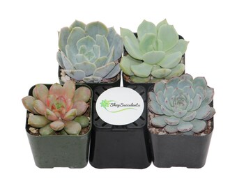 Shop Succulents Rosette Succulent Collection