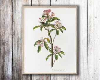 Spring Decor Vintage Audubon Bird Print c.1960 Kinglets / Wrens - Bird Wall Art, Bird Decor, Bird Gift - Natural History, Ornithology