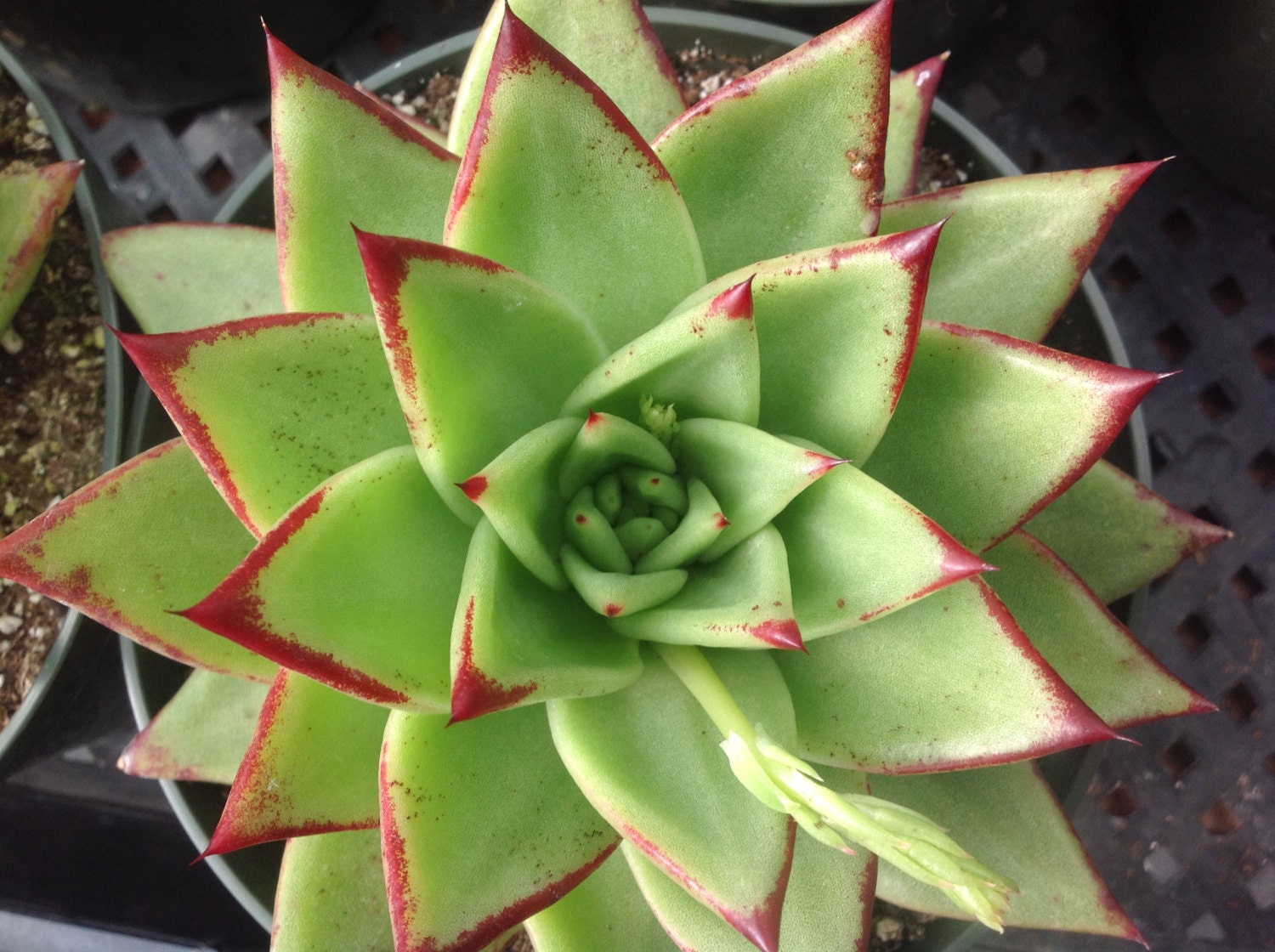Succulent plant Echeveria Lipstick Agavoides.