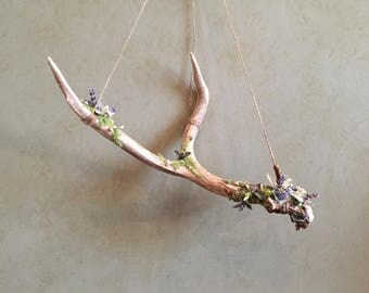 Real deer antler hanging. Floral antlers. Stangely beautiful. Cabin decor.