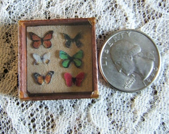 12th Scale Butterfly Specimen Box Dollhouse Miniature