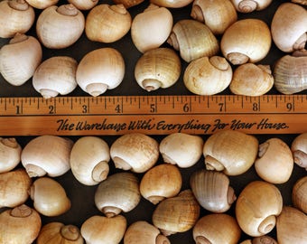 Small Apple snail shells (5) 1 to 1.5 inches