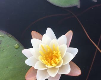 Waterlily