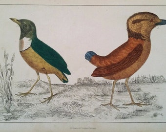 Breve Birds ca. 1850, Original Hand-Colored Engraving, Vintage Print, Goldsmith, Fullarton, Zoological / Ornithological Print