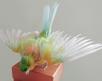 Taxidermy Canary Bird Pastel Dyed Curiosity Collectable