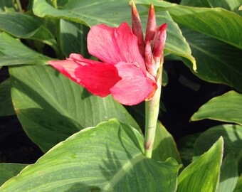 1 Well Rooted canna crimson beauty red - 12 to 16 Inches Tall -m148