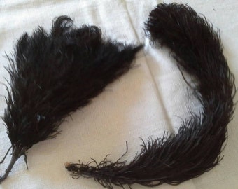 Two late 19th century ostrich feather plumes