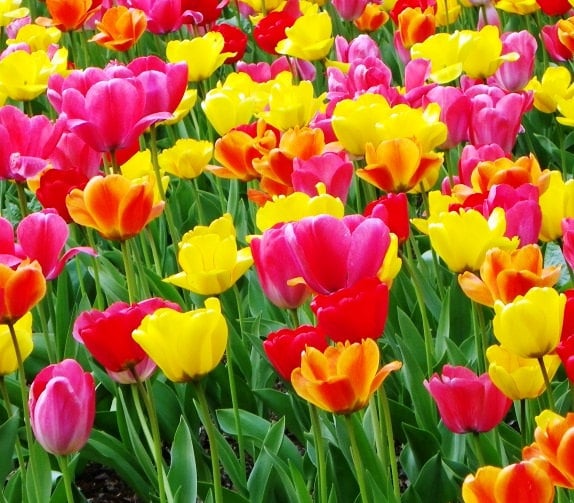 Rainbow Triumph Tulip Bulbs Ready to Plant Easy to Grow