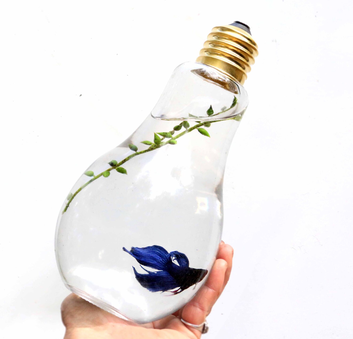 Light Bulb Betta Display Bowl Lightbulb Jar Desktop Aquarium