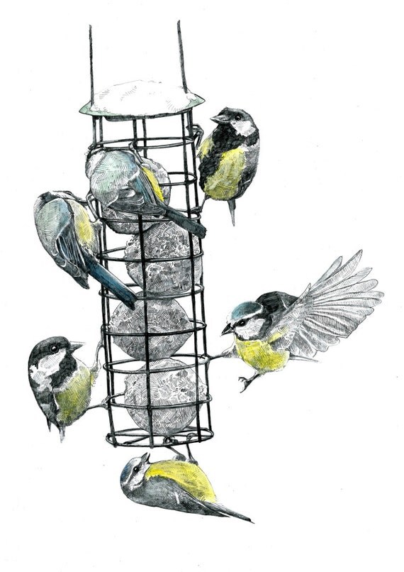 Print The Bird Feeder Pencil Drawing