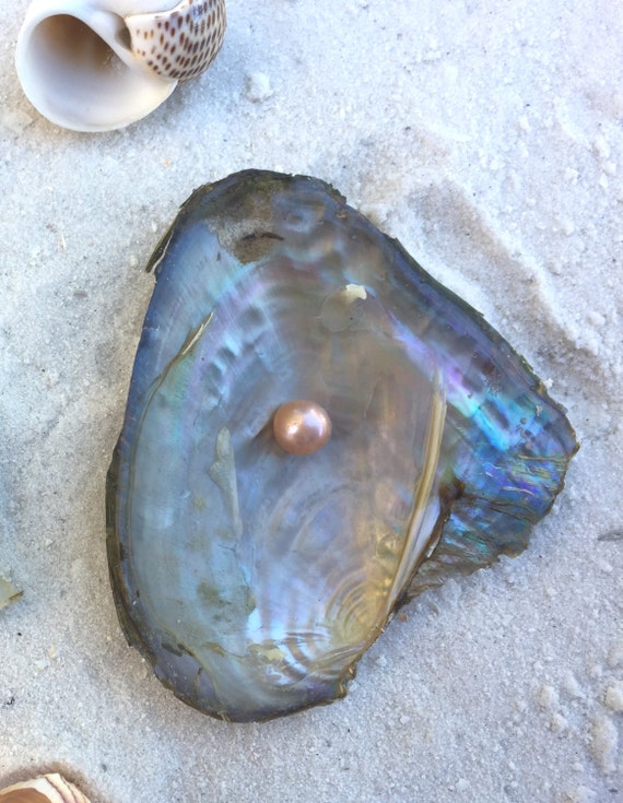 Pick A Pearl Oyster Freshwater Pearl Wish Pearl Take by AOSDESIGN