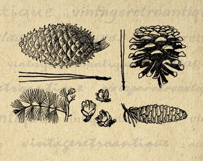 Digital Pine Cone Collection Image Printable Winter Graphic Antique Pinecone Clipart Download Vintage Clip Art Jpg Png Eps HQ 300dpi No.1040