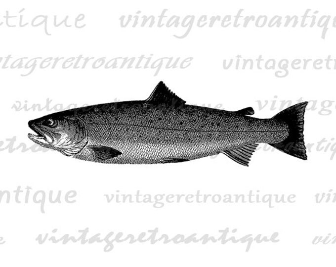 Digital Image Trout Printable Fish Graphic Fishing Artwork Fish Image Download Illustration Vintage Clip Art Jpg Png Eps HQ 300dpi No.4161