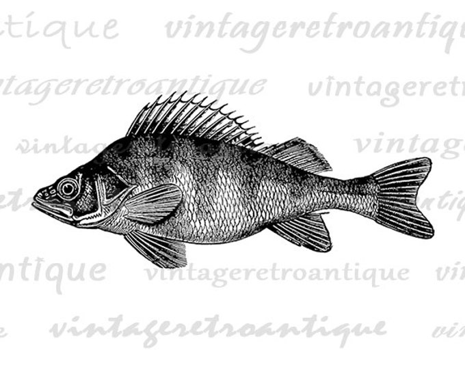 Printable Perch Fish Graphic Digital Download Fish Illustration Image Vintage Clip Art Jpg Png Eps HQ 300dpi No.2723