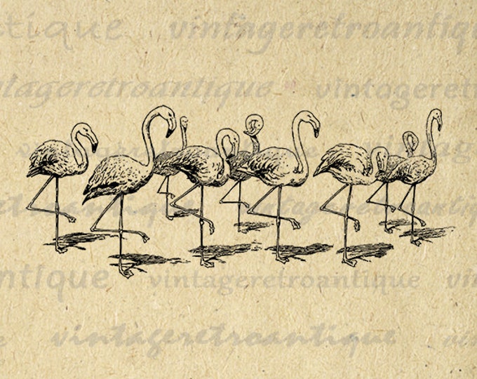 Flamingos Graphic Printable Download Illustration Image Birds Digital Vintage Clip Art Jpg Png Eps HQ 300dpi No.3191