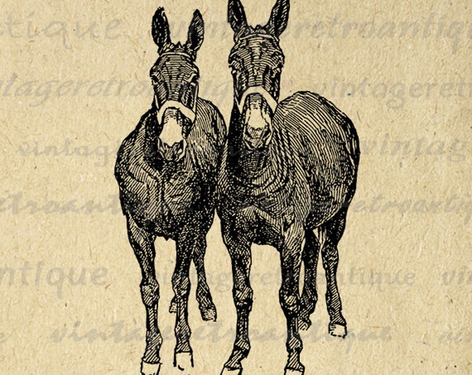 Printable Image Two Mules Digital Horse Download Illustration Graphic Vintage Clip Art Jpg Png Eps HQ 300dpi No.3179