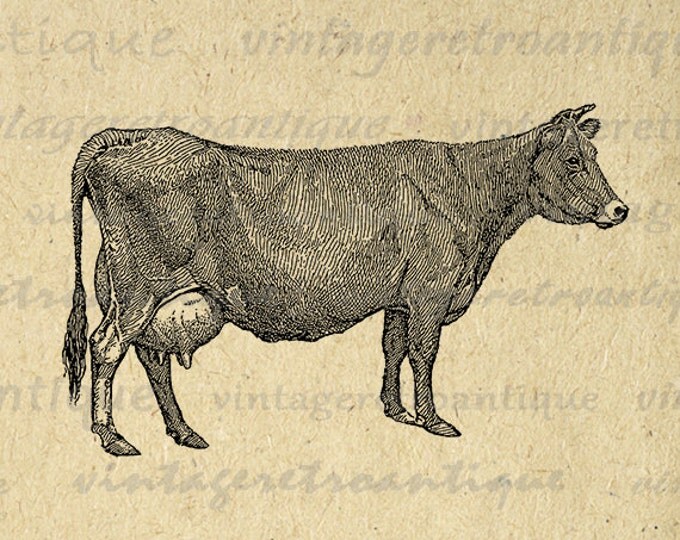 Printable Graphic Jersey Cow Image Farm Animal Download Illustration Digital Vintage Clip Art Jpg Png Eps HQ 300dpi No.3152