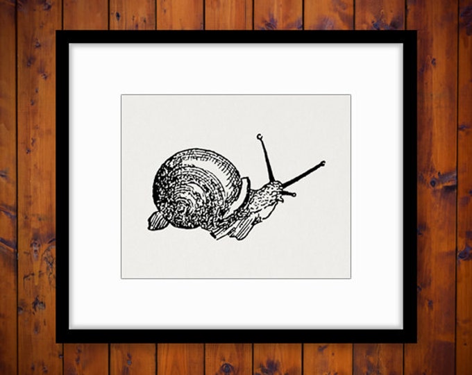 Digital Image Antique Snail Download Printable Graphic Illustration Vintage Clip Art Jpg Png Eps HQ 300dpi No.2443