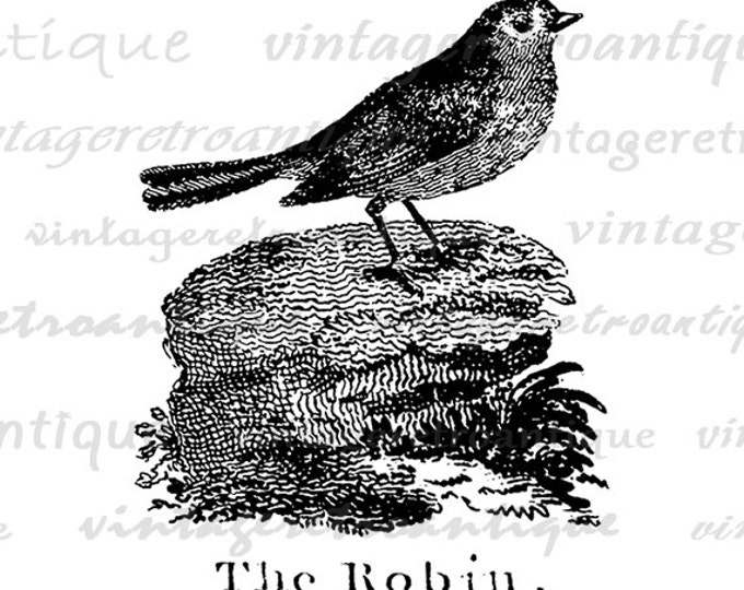 Digital Graphic The Robin Printable Antique Illustration Download Image Vintage Clip Art Jpg Png Eps HQ 300dpi No.902