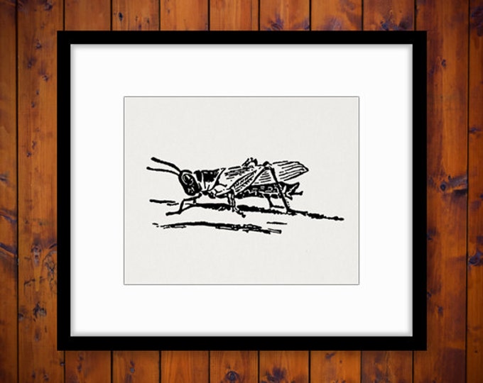 Digital Image Grasshopper Download Insect Bug Graphic Printable Antique Clip Art Jpg Png Eps HQ 300dpi No.154