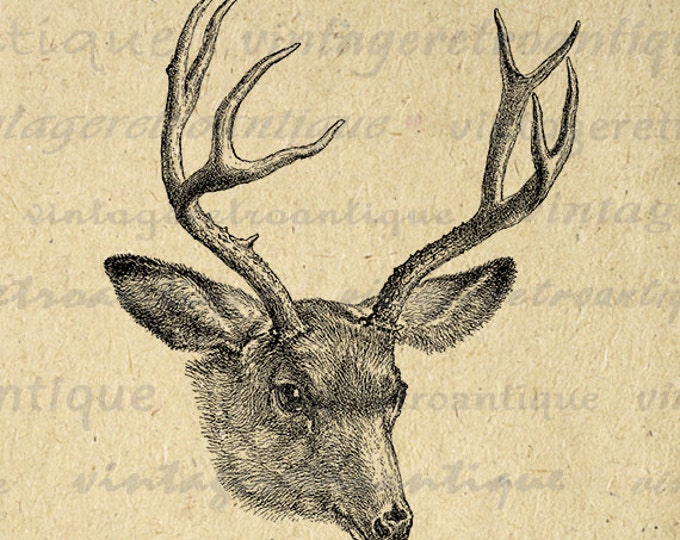 Digital Deer Printable Download Antlers Illustration Graphic Image Antique Clip Art Jpg Png Eps HQ 300dpi No.3126