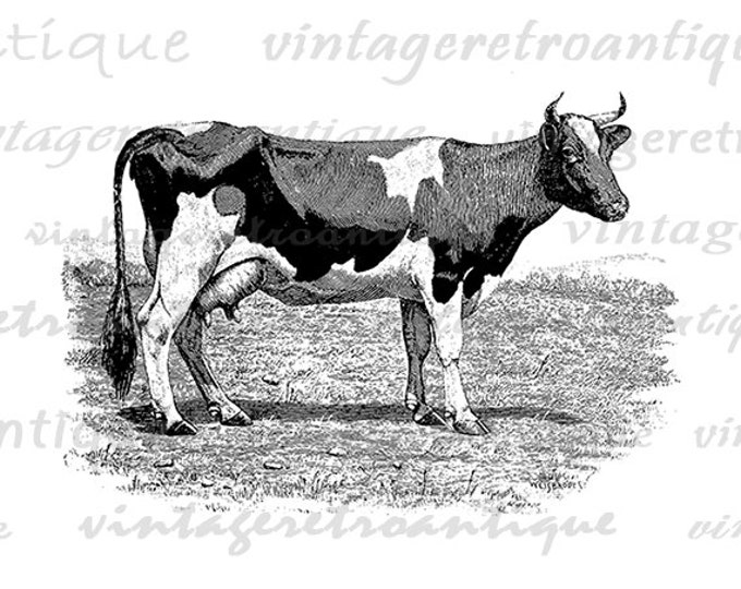 Antique Cow Printable Digital Download Graphic Image Artwork Vintage Clip Art Jpg Png Eps HQ 300dpi No.805