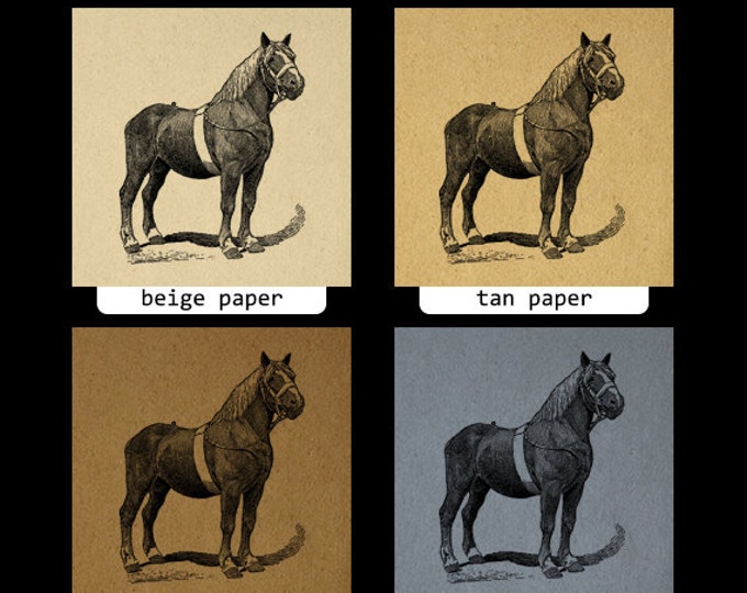 Antique Horse Image Graphic Download Pony Mare Digital Printable Vintage Clip Art Jpg Png Eps HQ 300dpi No.3476