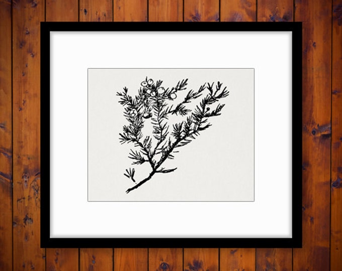 Digital Printable Juniper Branch Graphic Tree Image Plant Download Vintage Clip Art Jpg Png Eps HQ 300dpi No.894