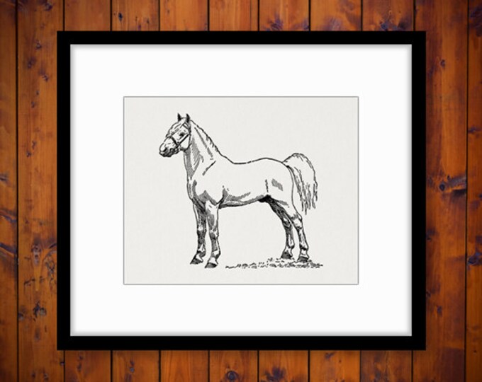 Printable Graphic White Pony Stallion Horse Image Illustration Download Digital Vintage Clip Art Jpg Png Eps HQ 300dpi No.3456