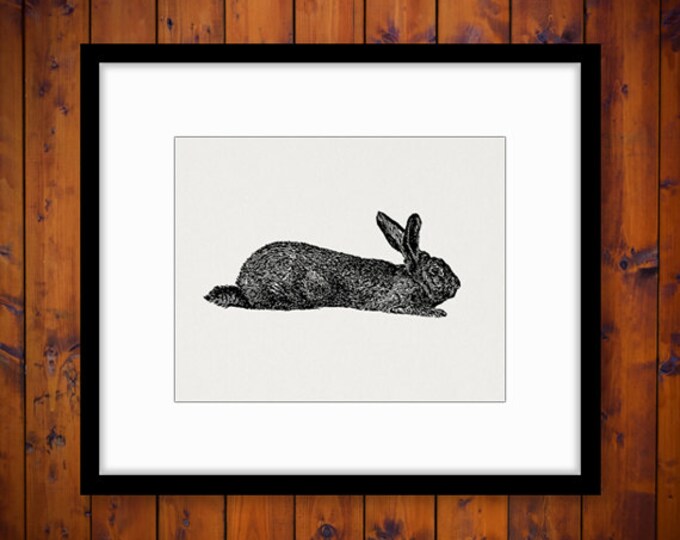 Flemish Rabbit Digital Printable Graphic Bunny Download Illustration Image Antique Clip Art Jpg Png Eps HQ 300dpi No.3155