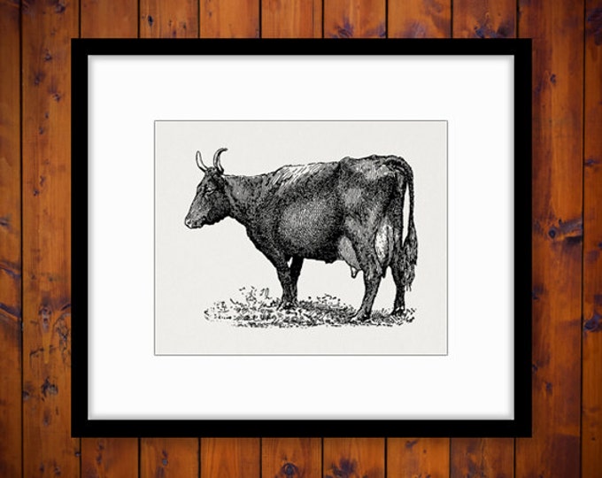 Printable Devon Cow Digital Graphic Farm Animal Image Download Antique Clip Art Jpg Png Eps HQ 300dpi No.3515