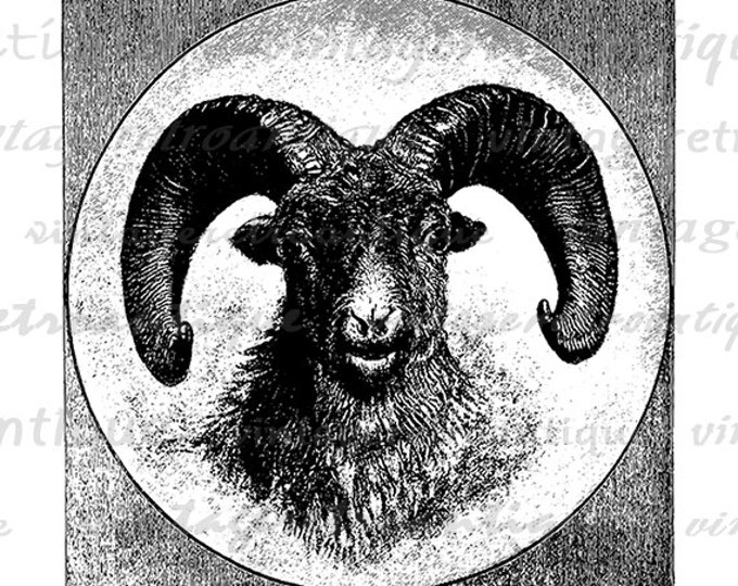 Printable Digital Rocky Mountain Sheep Download Ram Illustration Image Graphic Antique Clip Art Jpg Png Eps HQ 300dpi No.3641