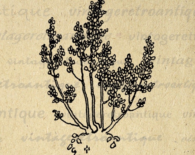 Digital Tree Image Graphic Antique Illustration Printable Plant Download Vintage Clip Art Jpg Png Eps HQ 300dpi No.3803