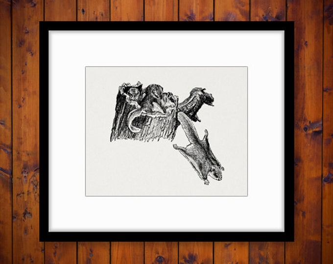 Flying Squirrels Image Digital Graphic Antique Printable Download for Transfers Pillows Tea Towels etc HQ 300dpi No.292