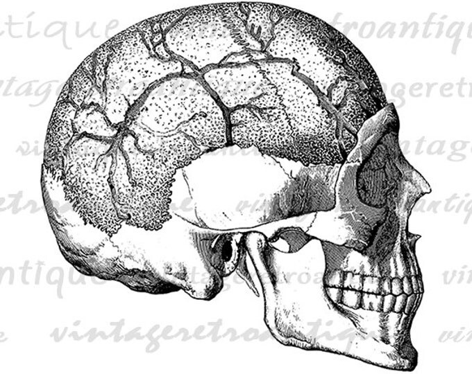 Skull Graphic Image Download Digital Printable Illustration Vintage Clip Art Jpg Png Eps HQ 300dpi No.2243