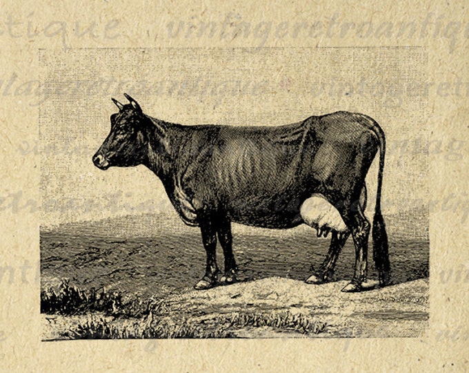 Printable Image Cow Digital Antique Cow Graphic Download Vintage Clip Art Jpg Png Eps HQ 300dpi No.657